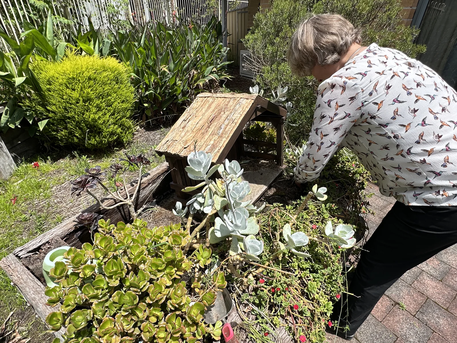 A resident leaning over a garden bed to arrange the Nativity setting