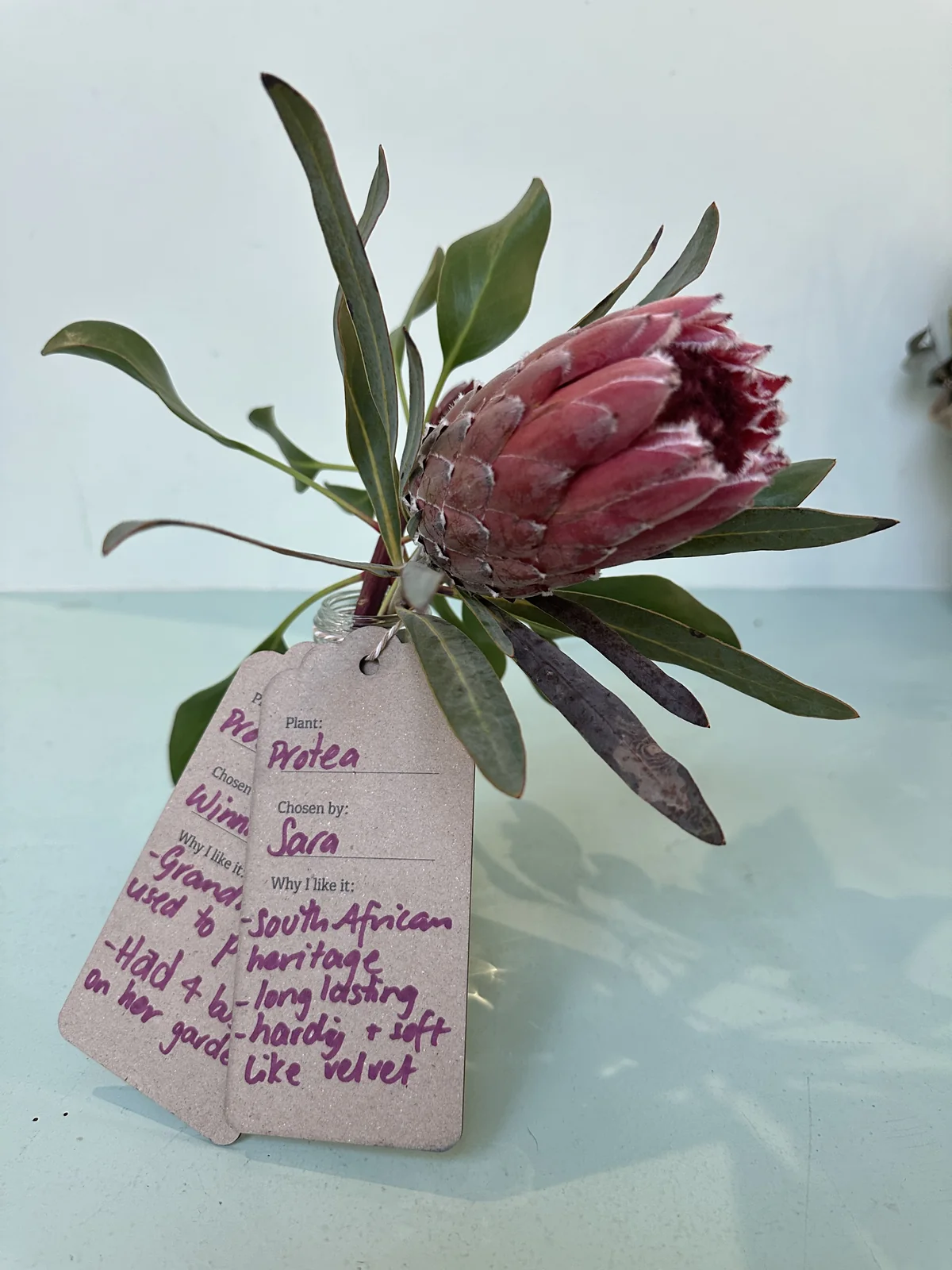 A glass bottle of protea flowers with handwritten plant-story tags